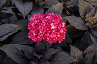 Schwarze Hortensie auf der IPM ausgezeichnet