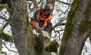 Neue Akku-Kettensägen für Baumpfleger