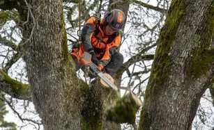 Neue Akku-Kettensägen für Baumpfleger