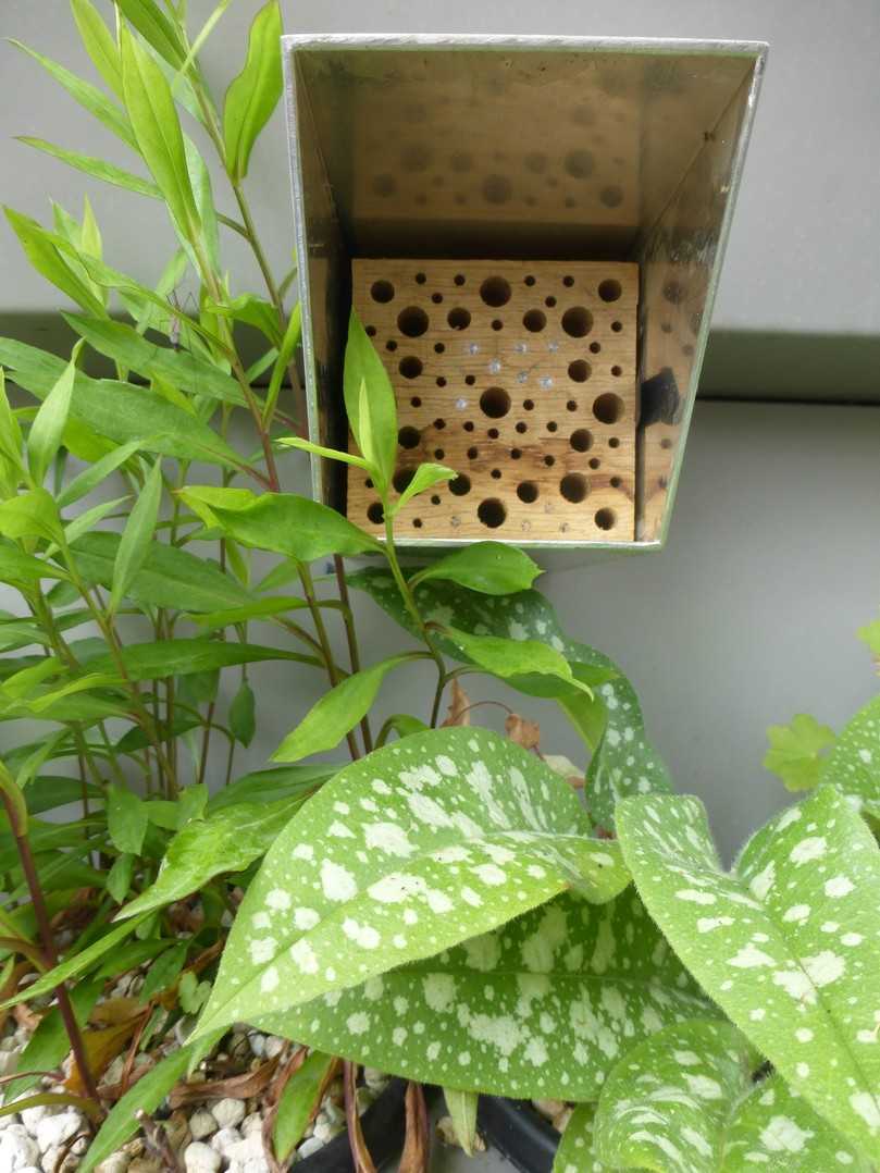 Bewohnte Nisthilfe für Wildbienen. | Foto: LWG Bewohnte Nisthilfe für Wildbienen. | Foto: LWG