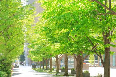 Geld ersetzt keine Bäume: Warum unser Baurecht die Städte aufheizen lässt