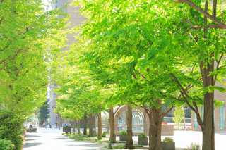 Geld ersetzt keine Bäume: Warum unser Baurecht die Städte aufheizen lässt