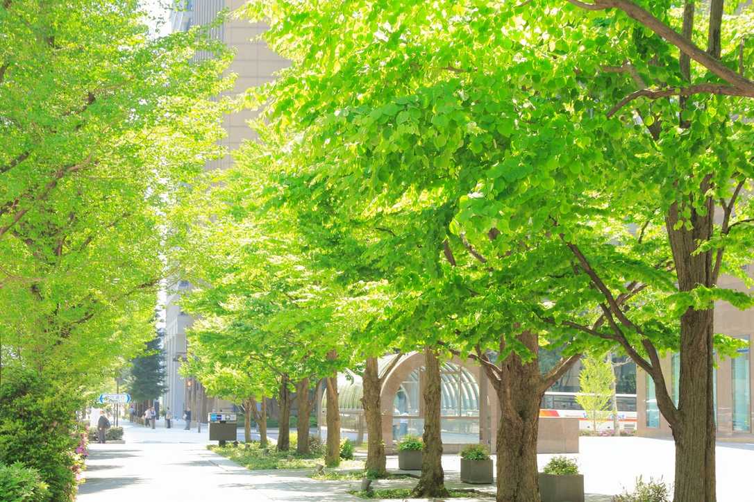 Hitzestress & Betonwüsten: Warum Geld allein keine Bäume ersetzt