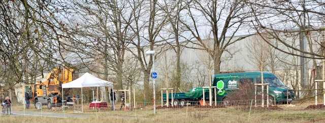 Zehn Feldahorne in Stein gepflanzt