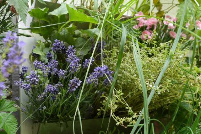 Close up - Beispielsbepflanzung der GRETA-Paneele | Foto: alchemia-nova GmbH