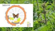 Auf diese fünf Pflanzen fliegen Schmetterlinge