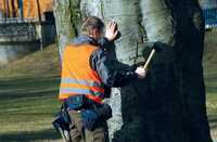 Bäume souverän kontrollieren und pflegen