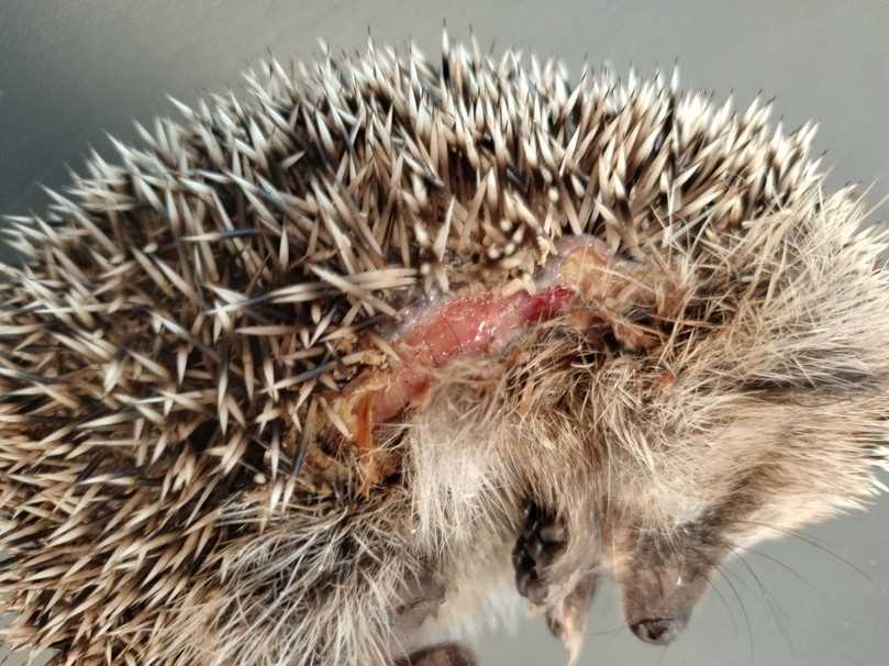 Igel mit Schnittverletzungen, die auf elektrische Gartenpflegegeräte zurückzuführen sind: Forschende haben 370 in Deutschland dokumentierte Fälle analysiert. | Foto: Editha Schneider Igel mit Schnittverletzungen, die auf elektrische Gartenpflegegeräte zurückzuführen sind: Forschende haben 370 in Deutschland dokumentierte Fälle analysiert. | Foto: Editha Schneider
