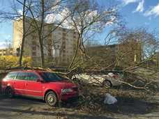 Wie der Baumschutz auf Baustellen laufen kann