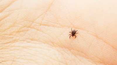Zecken werden wieder aktiv: Borreliose, FSME und was nach einem Stich zu tun ist