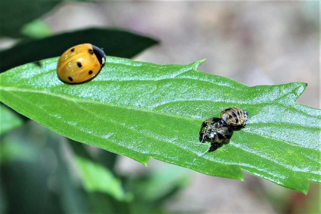 Pflanzenschutz in Parks und Gärten: Tipps und Tabus Pflanzenschutz in Parks und Gärten: Tipps und Tabus