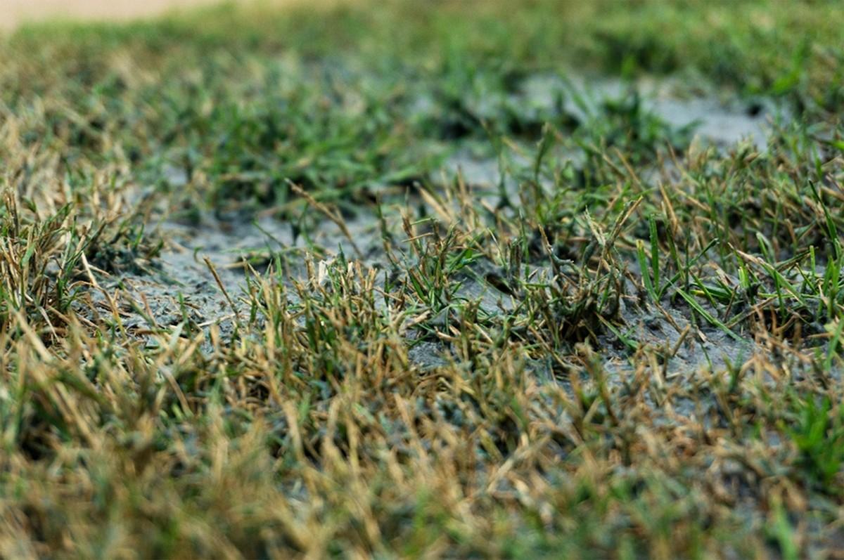 Detailansicht einer frisch angespritzten Rasenfläche zur Ausbesserung von kleinen Löchern.