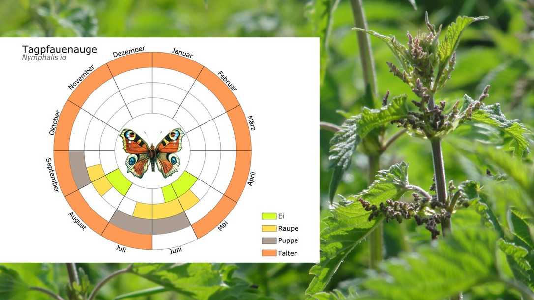 Wie Sie mehr Schmetterlinge in ihren Garten locken Wie Sie mehr Schmetterlinge in ihren Garten locken