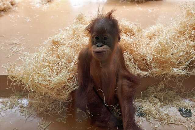 Ein Bewohner des Affenhauses verfolgt die Bauarbeiten. Ein Bewohner des Affenhauses verfolgt die Bauarbeiten.