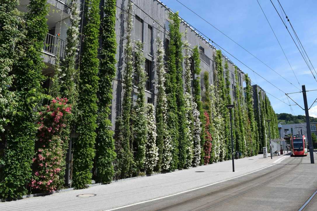 So hält bodengebundene Fassadenbegrünung dauerhaft So hält bodengebundene Fassadenbegrünung dauerhaft