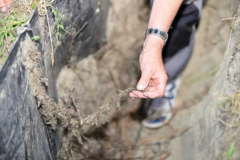Trotz Schutzmatten: Wurzeln wuchsen munter weiter | Foto: IKT Trotz Schutzmatten: Wurzeln wuchsen munter weiter | Foto: IKT