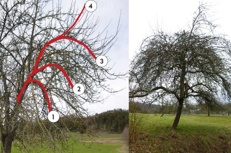 Überbauende Krone (links, Abbildung 1) mit sich mehrfach wiederholender Fruchtbogenbildung – die Nummern im Foto bezeichnen die Abfolge der nach und nach abgesunkenen beziehungsweise sich neu bildenden aufrechten Achsen. Ungepflegte Krone (rechts, Abbildung 2) mit sich zunehmend nach oben verschiebender Ertragszone. | Foto: Grundler/B_I Grafik
