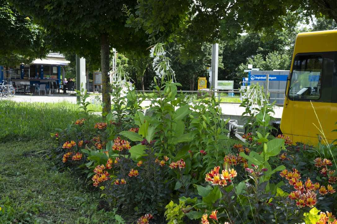 Blumenzwiebeln auch für schattige Plätze - Tipps für Profis und Gärtner Blumenzwiebeln auch für schattige Plätze - Tipps für Profis und Gärtner