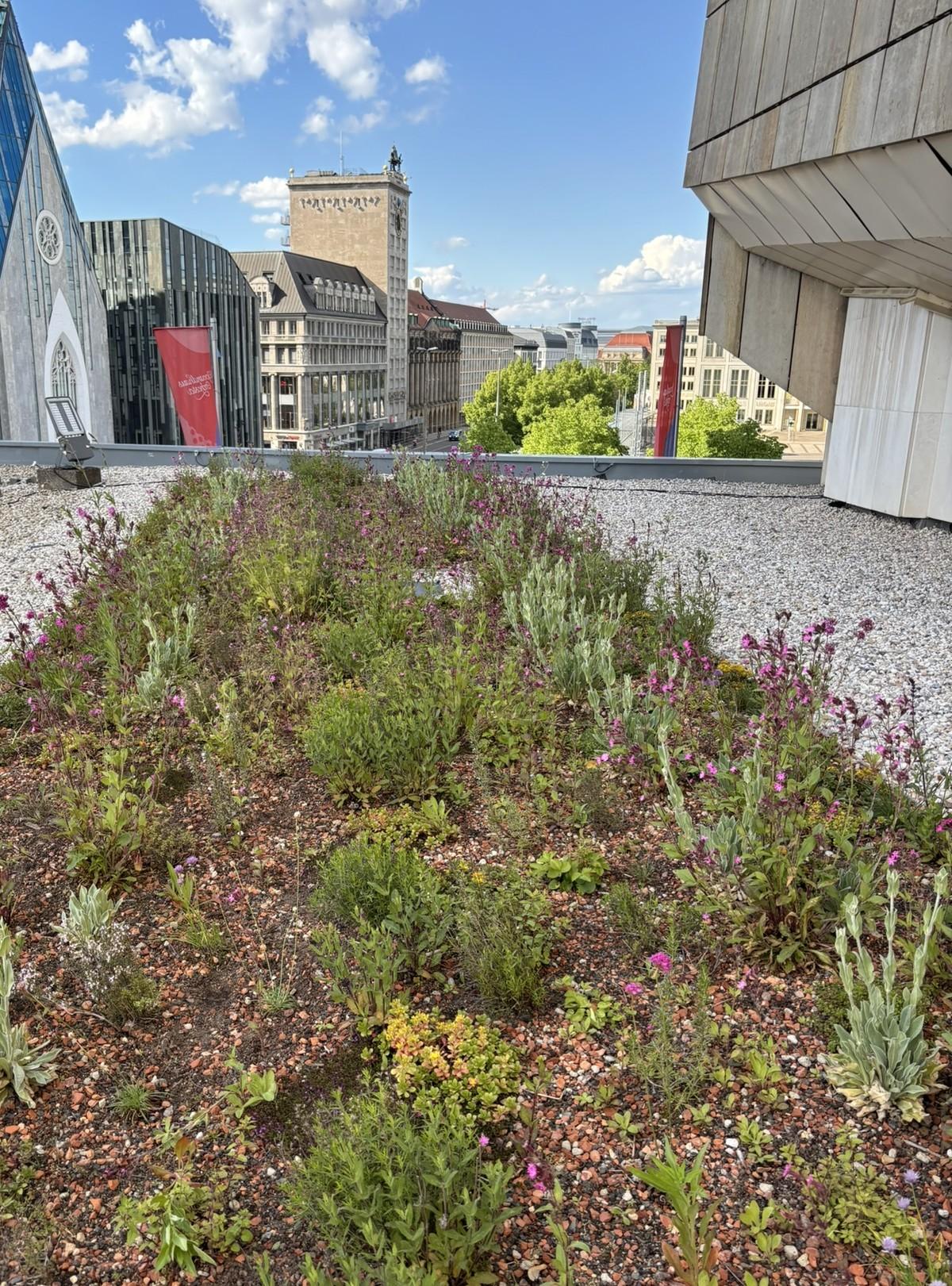 Der grüne Artenreichtum ließ sich überall dort realisieren, wo keine Dachränder, Fassadenanschlüsse oder technische Aufbauten vegetationsfreie Kiesstreifen erforderten. | Foto: Heidel Garten- und Landschaftsbau