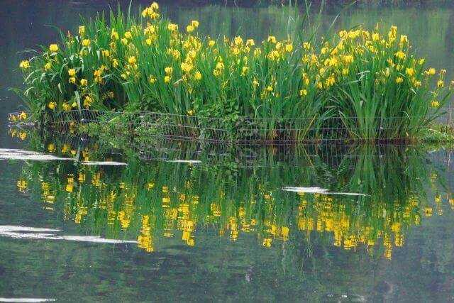 Ökologischer Hochwasserschutz mit Röhrrichtinseln und Steinmatratzen Ökologischer Hochwasserschutz mit Röhrrichtinseln und Steinmatratzen