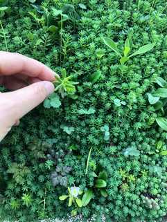 Textile Grünfassaden für besseres Stadtklima entwickelt