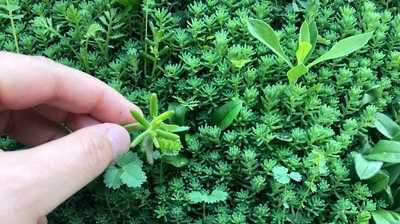 Textile Grünfassaden für besseres Stadtklima entwickelt