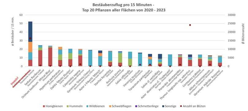 Die Abbildung zeigt den Bestäuberzuflug pro 15 Minuten der 20 am besten beflogenen Pflanzen aus den Bestäuberbonituren 2020 bis 2023. Trotz der hohen Beflugswerte wird Solidago canadensis aufgrund seiner Invasivität nicht empfohlen. | Foto: LVG Heidelberg und LAB Hohenheim