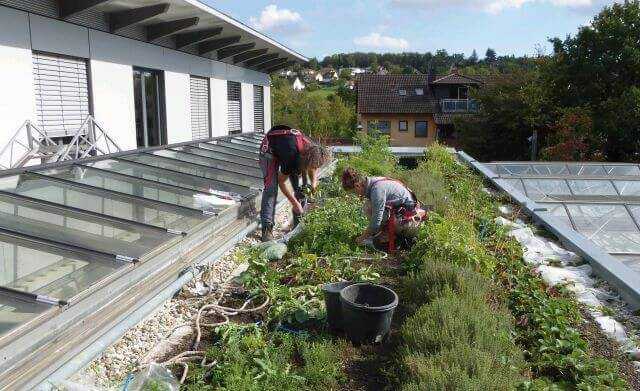 Urban Gardening: Erdbeeren und Salat vom Dach Urban Gardening: Erdbeeren und Salat vom Dach