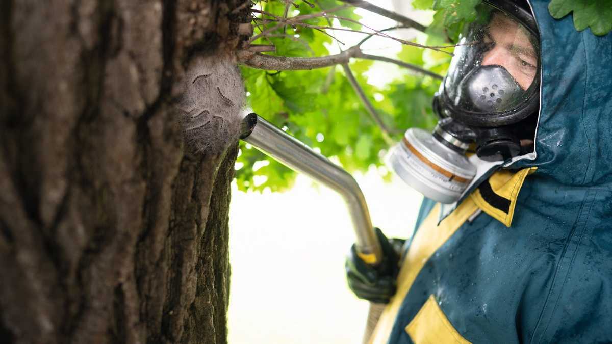 Entfernen von Eichenprozessionsspinner-Raupen (EPS) mit Saugern von Runwac