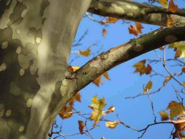 Nekrosen auf der Oberseite des reduzierten Astes sind ein Hinweis auf Massaria. | Fotos: Peter Klug