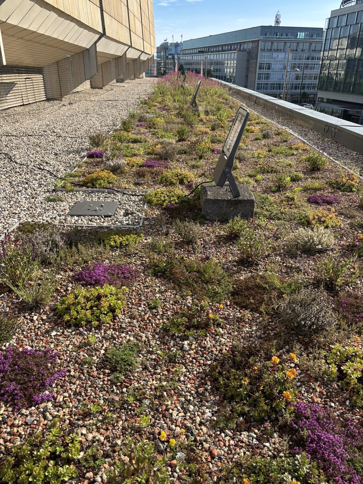 Die Biodiversitäts-Grünflächen befinden sich auf allen umlaufenden Dachebenen, welche die aufgehenden Baukörper und den Innenhof umgeben. | Foto: Heidel Garten- und Landschaftsbau