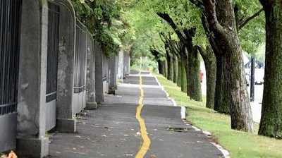 Radinfrastruktur im Einklang mit dem Baumbestand