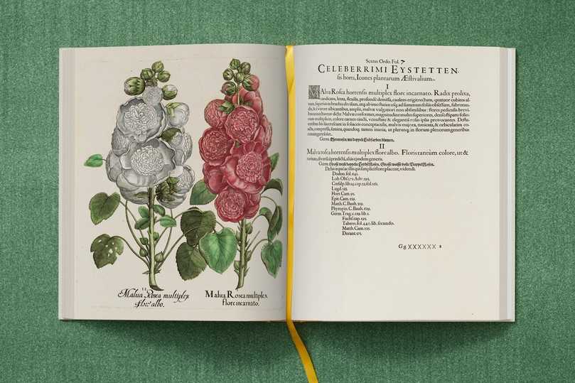 Schon beim ersten Durchblättern offenbart sich der große Vorteil der Edition. Jede Pflanzenillustration ist sehr viel genauer, als es ein Foto sein könnte. | Foto: Taschen Verlag/Mark Seelen Schon beim ersten Durchblättern offenbart sich der große Vorteil der Edition. Jede Pflanzenillustration ist sehr viel genauer, als es ein Foto sein könnte. | Foto: Taschen Verlag/Mark Seelen