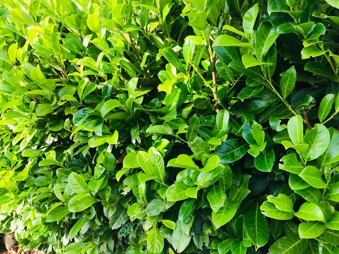 Experte: Kirschlorbeer besser als sein Ruf