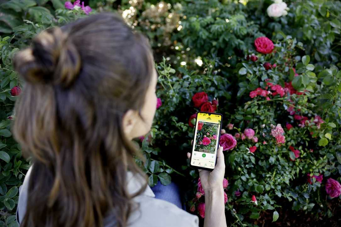 Neudorff-App: KI-Pflanzen-Coach mit smarter Bilderkennung