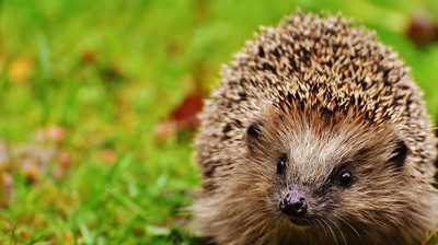 Wie Mähroboter nicht zur Todesfalle werden