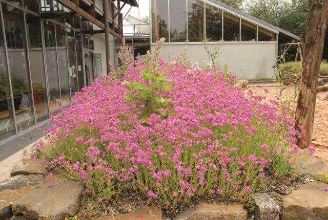 Naturnah: Die Auswahl der in die Lücken der unkrautfreien Staudenpflanzung einzusäenden Arten ist groß. Hier einjähriges Nelkenleimkraut als Lückenfüller. Naturnah: Die Auswahl der in die Lücken der unkrautfreien Staudenpflanzung einzusäenden Arten ist groß. Hier einjähriges Nelkenleimkraut als Lückenfüller.
