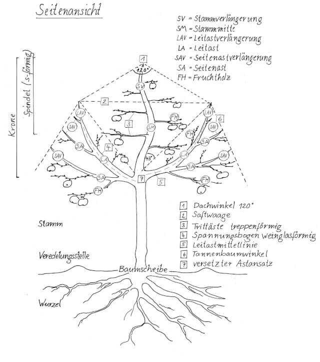 Abb.2: Optimaler Baum in Seitenansicht. | Abb.: Maya Heller | Rechte: Michael Grolm Abb.2: Optimaler Baum in Seitenansicht. | Abb.: Maya Heller | Rechte: Michael Grolm