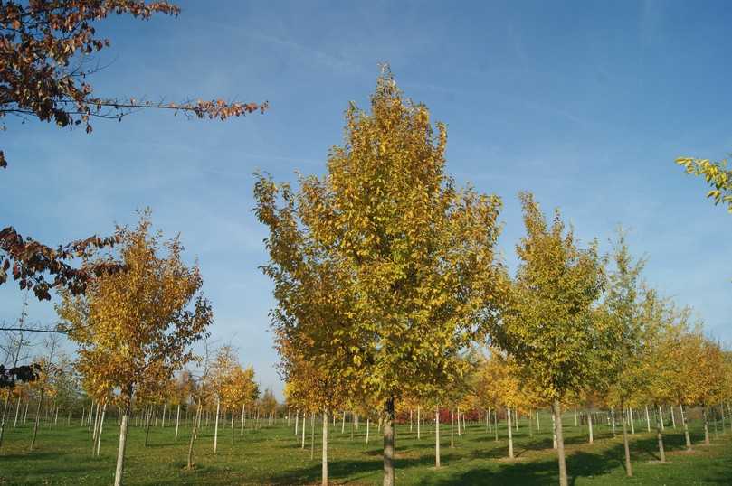 Ulmus Rebona (Resista Ulme) überzeugt mit gleichmäßigem, kräftigem Wuchs. | Foto: Foto: Klaus Körber / LWG Veitshöchheim Ulmus Rebona (Resista Ulme) überzeugt mit gleichmäßigem, kräftigem Wuchs. | Foto: Foto: Klaus Körber / LWG Veitshöchheim