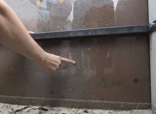 Wo wachsen sie hin? An den Glasscheiben der Versuchsanlage zeigen sich die ersten Wurzeln der Bäume.