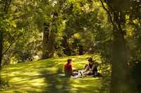 Weltweiter Fitness-Check für die grünen Lungen