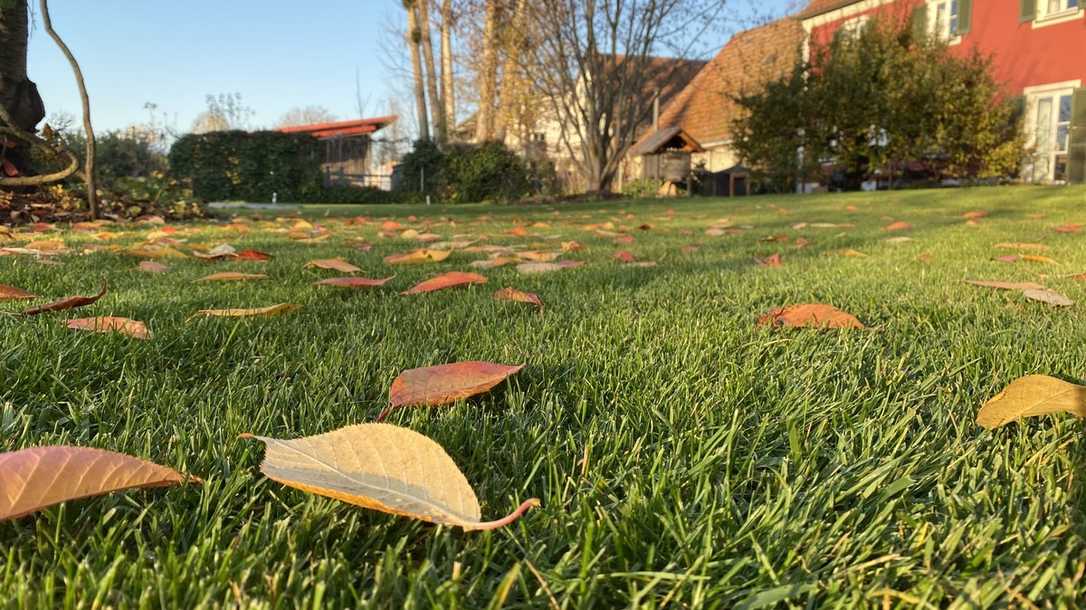 Januar 2025: So bereiten Profis und Heimwerker den Rasen auf den Winter vor Januar 2025: So bereiten Profis und Heimwerker den Rasen auf den Winter vor