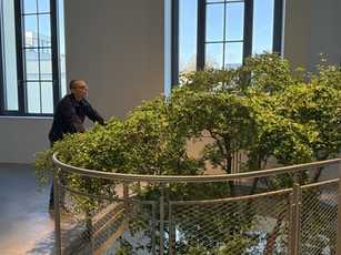 Neun-Meter-Baum aus Florida fürs Treppenhaus