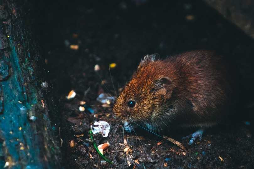 Zur Rattenbekämpfung dürfen Rodentiziden in der Kanalisation verwendet werden, allerdings dürfen die Köder nicht mit Wasser in Kontakt kommen und nicht weggespült werden. | Foto: Pexels/DSD Zur Rattenbekämpfung dürfen Rodentiziden in der Kanalisation verwendet werden, allerdings dürfen die Köder nicht mit Wasser in Kontakt kommen und nicht weggespült werden. | Foto: Pexels/DSD