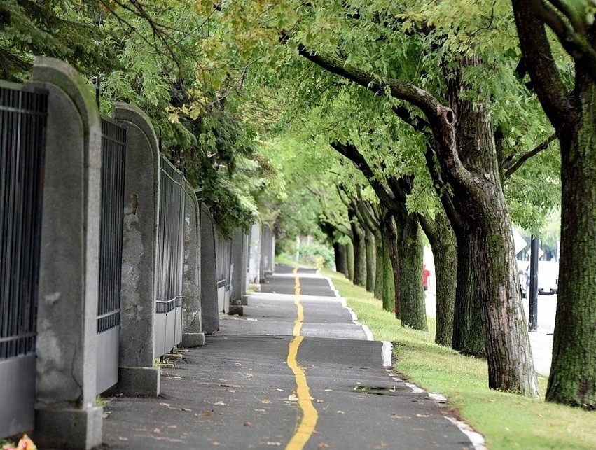 Radinfrastruktur im Einklang mit dem Baumbestand