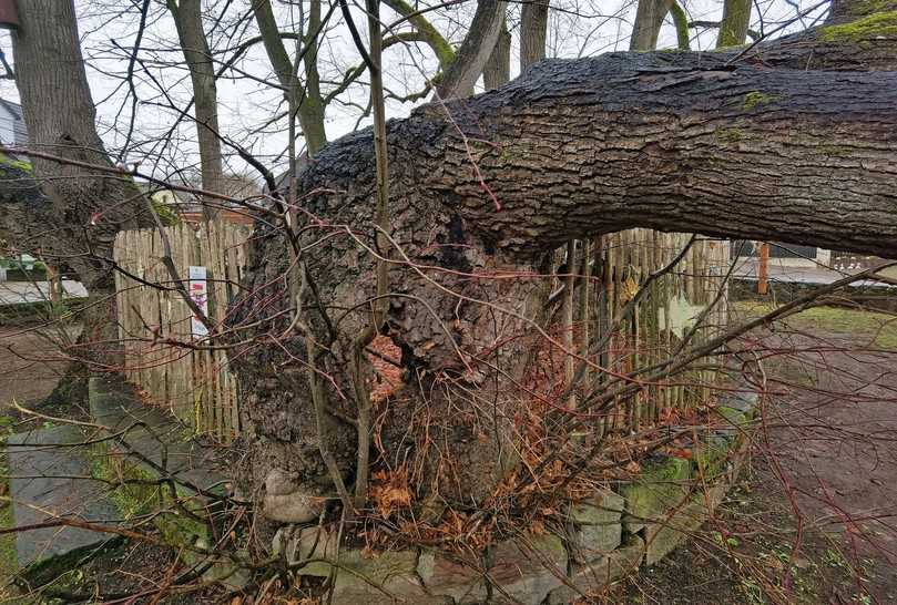 Zahlreiche fingerdicke zwei- bis fünfjährige Neuaustriebe am Stammfuß eines der jetzigen vier Stämme. | Foto: Roloff Zahlreiche fingerdicke zwei- bis fünfjährige Neuaustriebe am Stammfuß eines der jetzigen vier Stämme. | Foto: Roloff