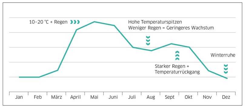 Aus der natürlichen Wachstumskurve der Pflanzen leitet sich die Häufigkeit der Maßnahmen zur Unkrautbeseitigung ab. Unabhängig von diesen Durchschnittswerten sind mittlere Temperaturen und genügend Regen ideal für das Unkrautwachstum. | Foto: Kärcher