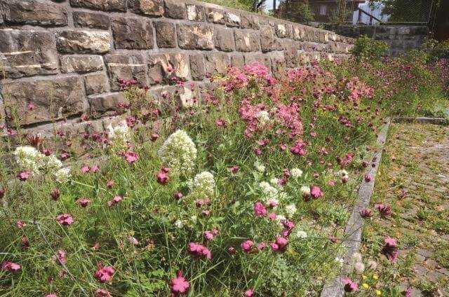 Naturnah: Die heimische Karthäusernelke wurde zwischen die Stauden- und Rosenpflanzung eingebracht. 1 g/m² Saatgut genügen, um solche traumhaften Bilder zu erzeugen. Naturnah: Die heimische Karthäusernelke wurde zwischen die Stauden- und Rosenpflanzung eingebracht. 1 g/m² Saatgut genügen, um solche traumhaften Bilder zu erzeugen.