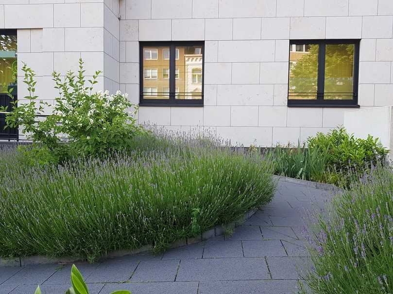 Wenn der Weg zum Eingang attraktiv und sympathisch gestaltet ist, Aromapflanzen einen angenehmen Duft verströmen, dann wirkt sich das positiv auf die Stimmung der Mitarbeitenden aus und kann die Wahrnehmung eines Unternehmens(sitzes) nachhaltig prägen. | Foto: BGL Wenn der Weg zum Eingang attraktiv und sympathisch gestaltet ist, Aromapflanzen einen angenehmen Duft verströmen, dann wirkt sich das positiv auf die Stimmung der Mitarbeitenden aus und kann die Wahrnehmung eines Unternehmens(sitzes) nachhaltig prägen. | Foto: BGL