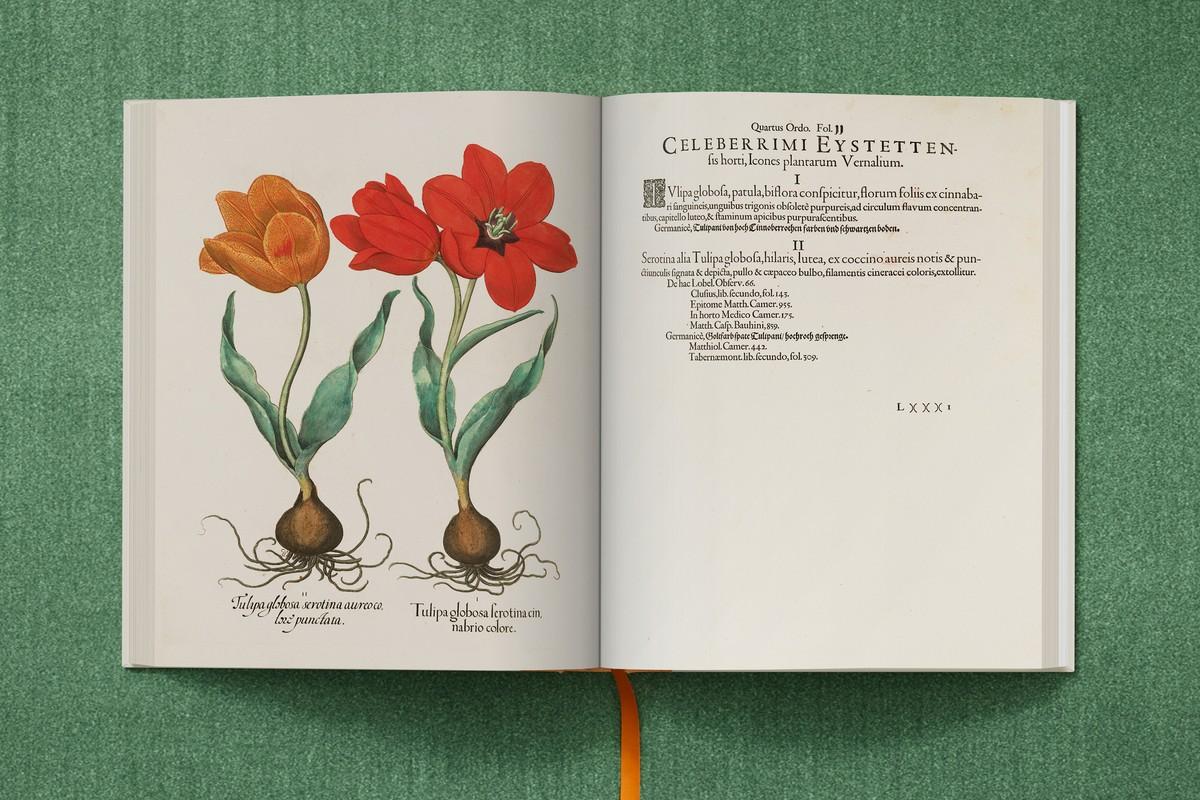 Späte Tulpe mit großer roter Blüte; Tulpe mit gelben, getupften Blütenblättern | Foto: TASCHEN / Bibliothek des Bischöflichen Seminars Eichstätt/Universitätsbibliothek Späte Tulpe mit großer roter Blüte; Tulpe mit gelben, getupften Blütenblättern | Foto: TASCHEN / Bibliothek des Bischöflichen Seminars Eichstätt/Universitätsbibliothek